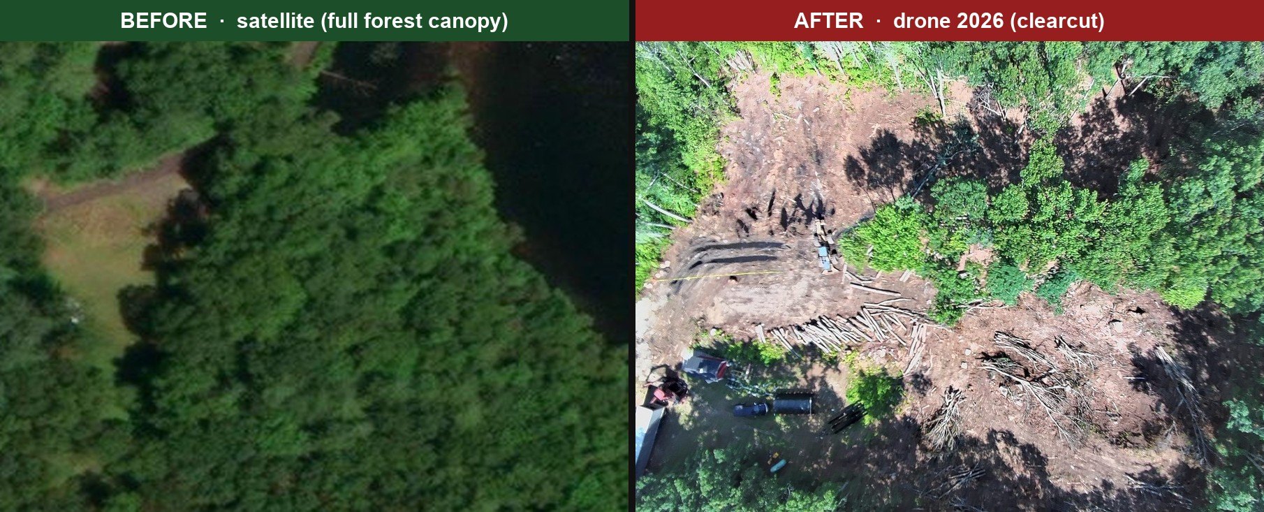Before and after: satellite forest canopy versus drone clearcut